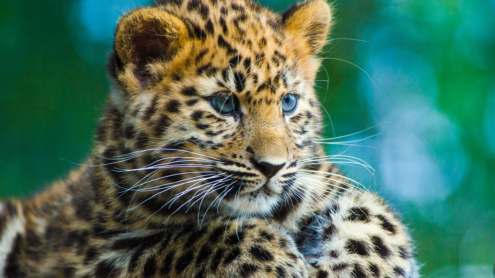 По каким правилам живет самый редкий дальневосточный леопард? - Узнай Россию