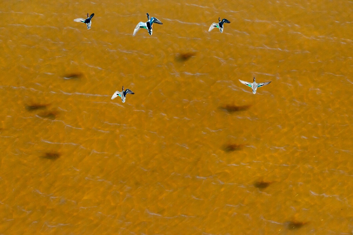 Canards au-dessus des eaux peu profondes de la mer Blanche, république de Carélie