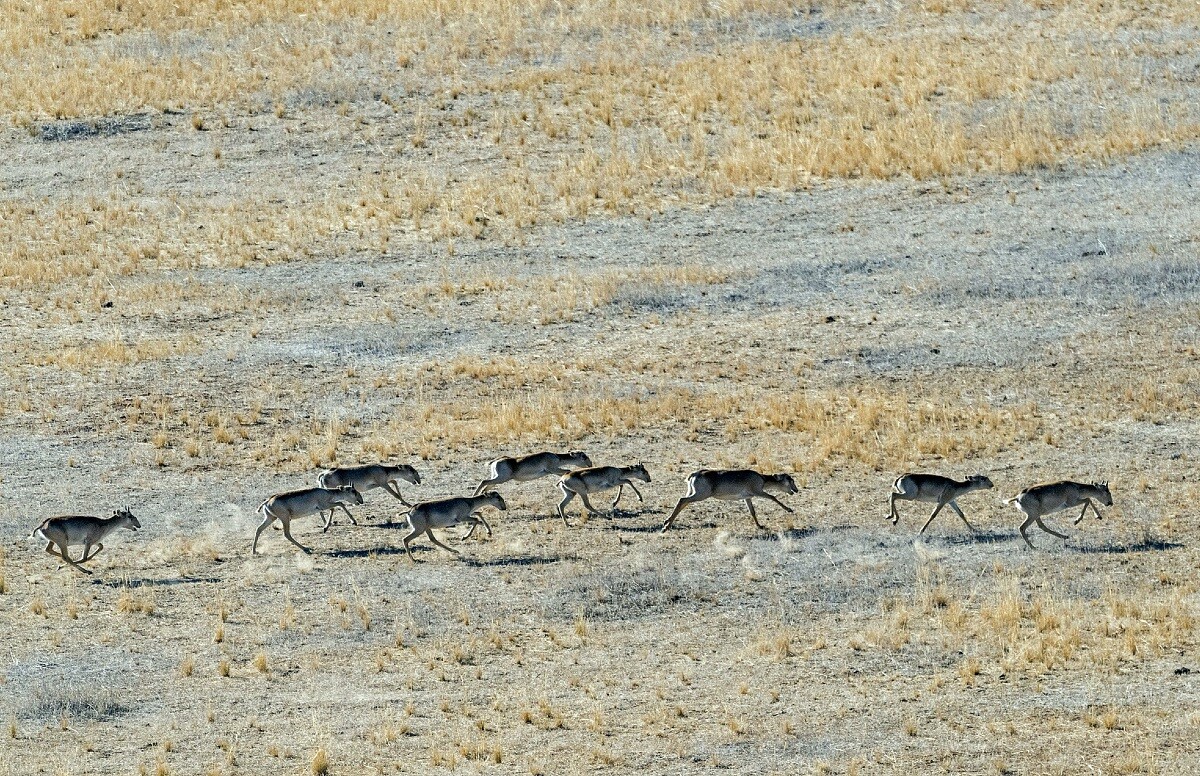 Saïgas dans la réserve naturelle des Terres noires, république de Kalmoukie