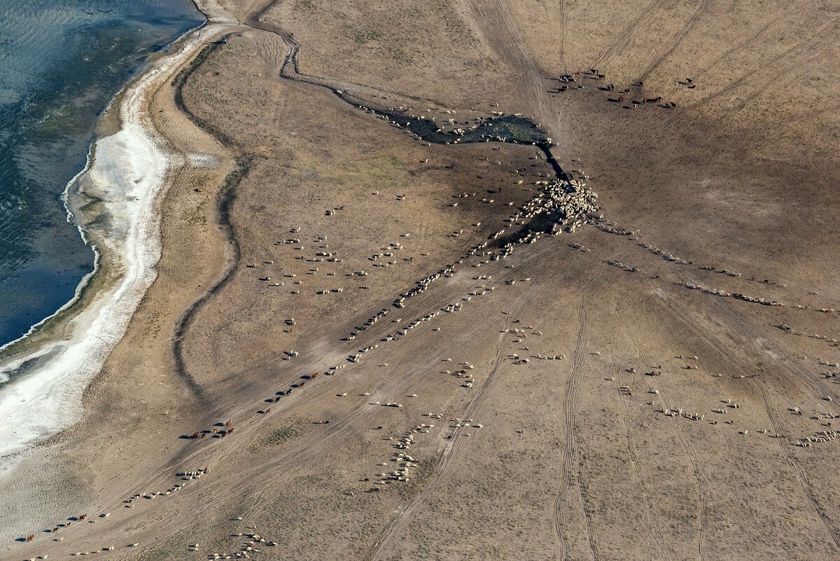 Moutons venant s'abreuver près du lac Manytch-Goudilo, république de Kalmoukie