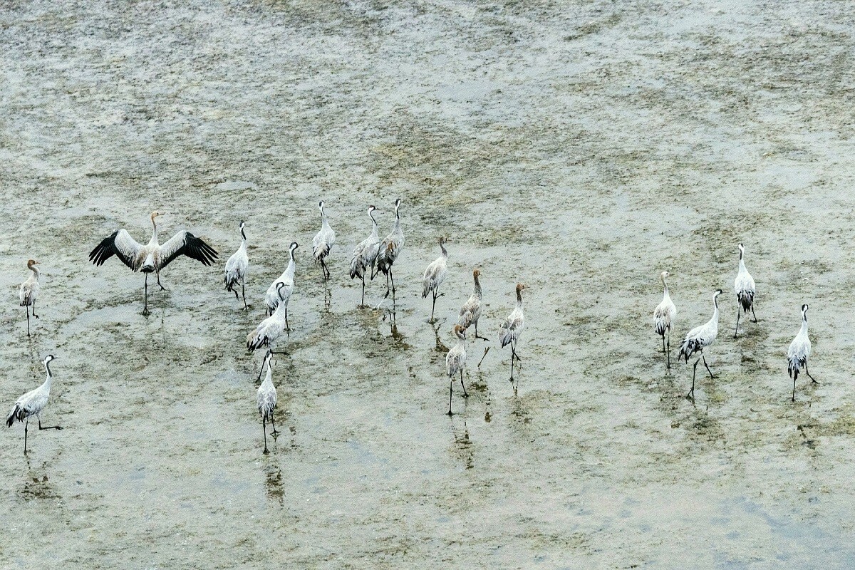Hérons gris au lac de Manytch-Goudilo, Kalmoukie