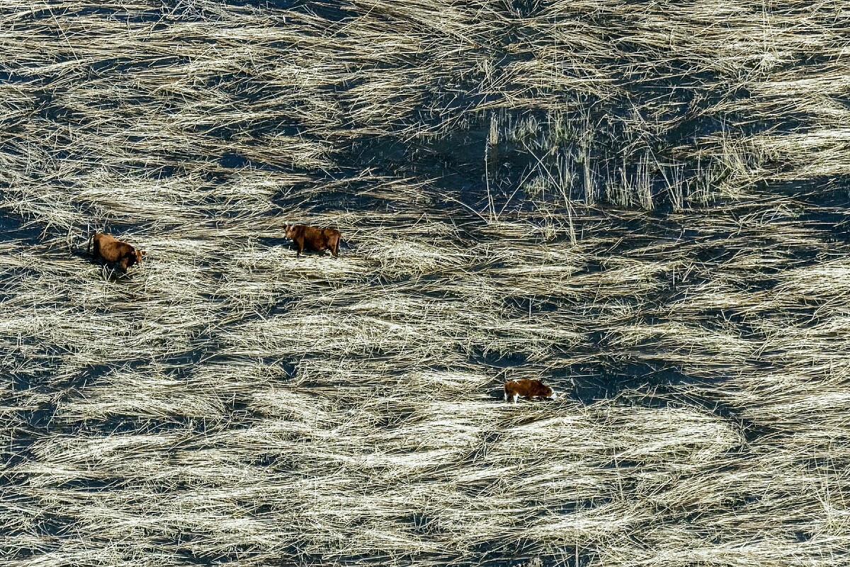 Vaches dans un lac, Kalmoukie