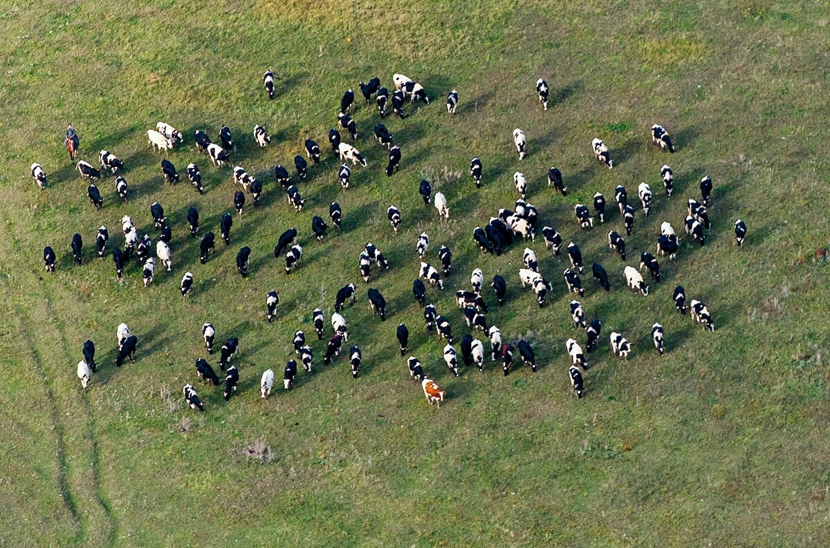 Vaches, république du Tatarstan