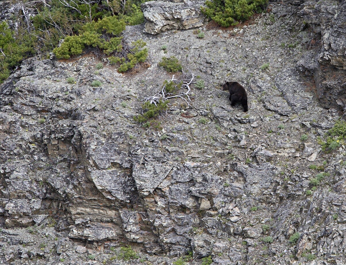 Ours brun, environs du lac Baïkal