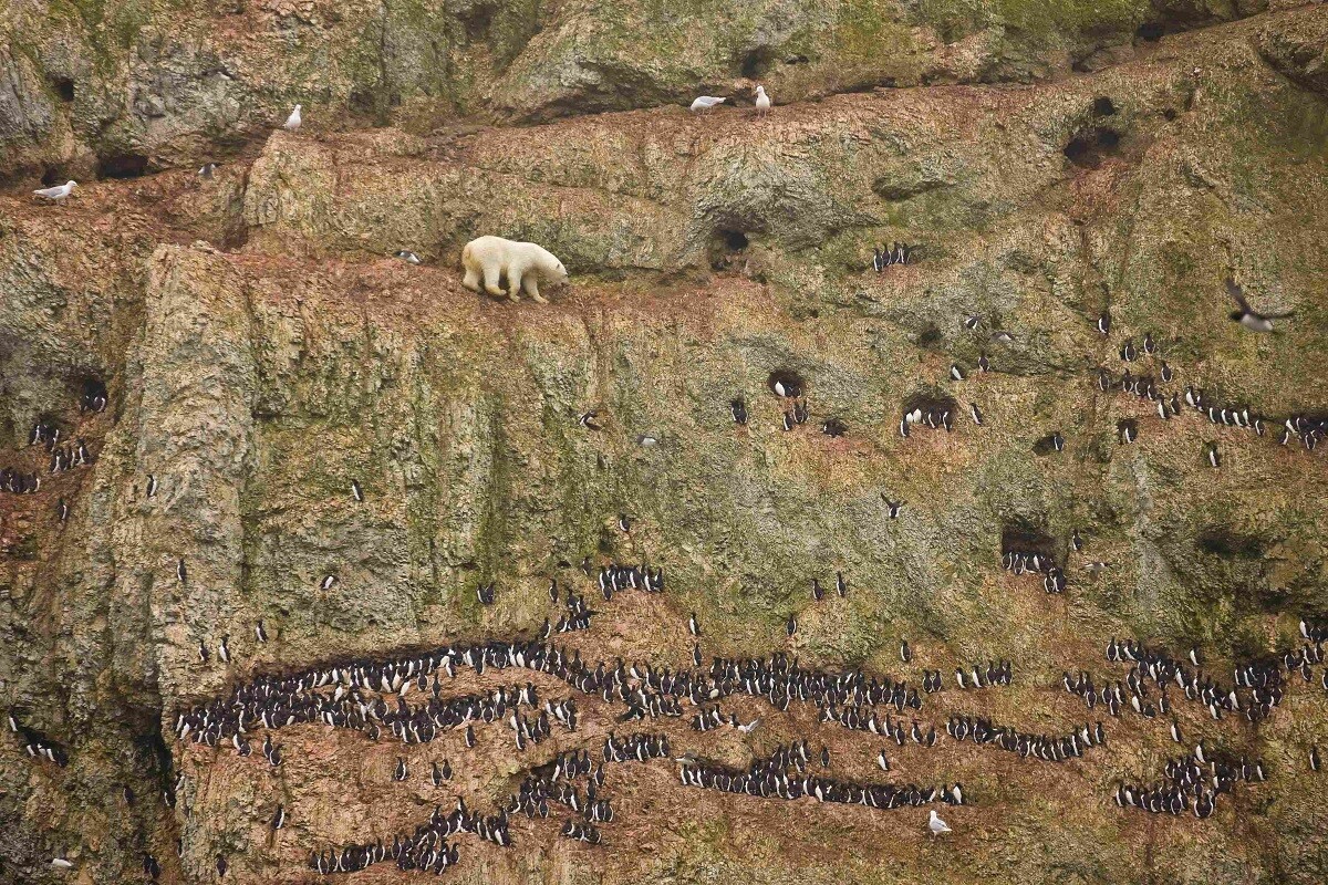 Ours polaire désireux de se nourrir des œufs d'une colonie d'oiseaux, archipel de la Nouvelle-Zemble, Arctique
