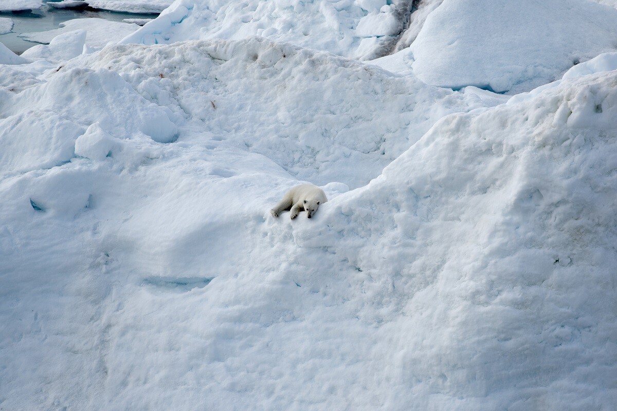 Ours polaire dans l'Arctique russe
