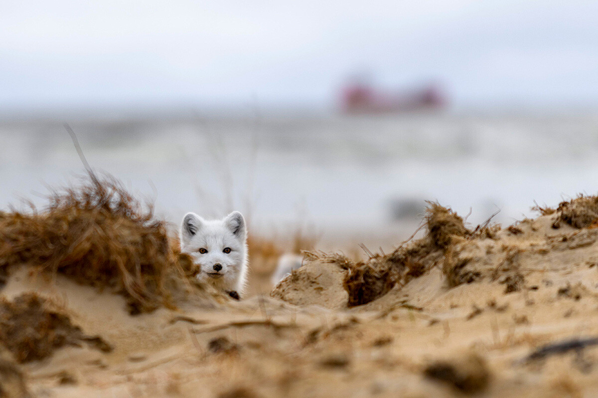 Polarfuchs. Spitzbergen.