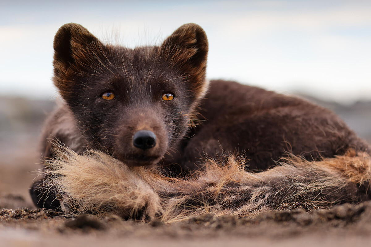 Ein Blaufuchs wird auf der Yankicha-Insel der südlichen Kurileninseln gesehen.