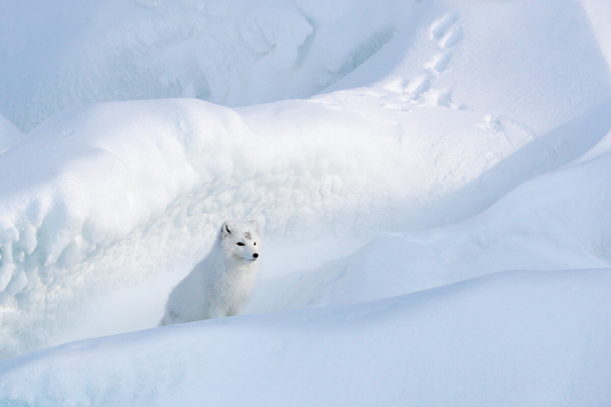 Ein Polarfuchs wird auf Alexandra Land, einer Insel des Franz-Joseph-Land-Archipels, gesehen.