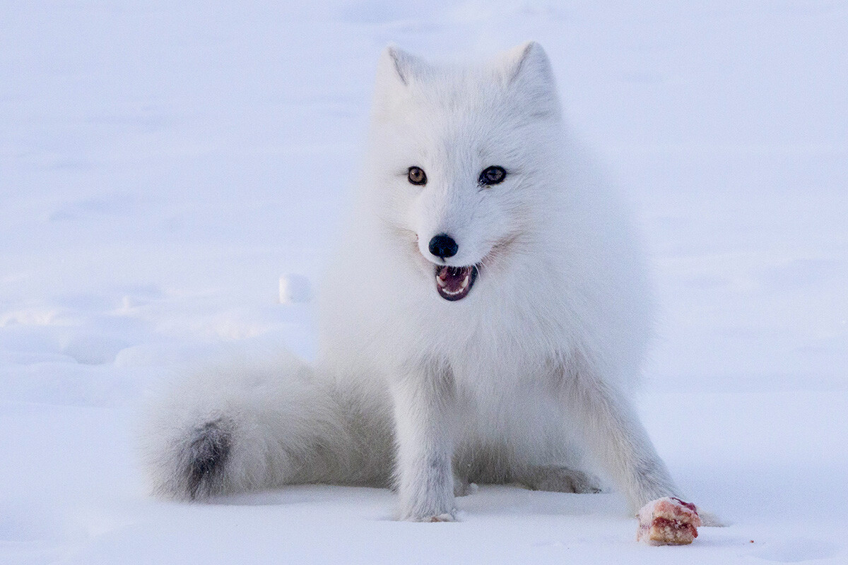 Ein Polarfuchs aus Workuta frisst ein Stück Kuchen, das ihm die Fahrgäste des Bahnhofs Chorota zugeworfen haben.