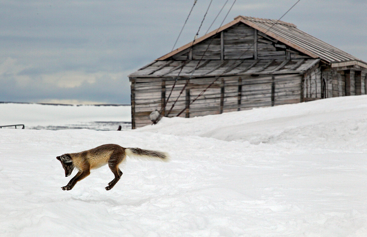 Polarfuchs, Kolgujew, Barentssee, Russland.