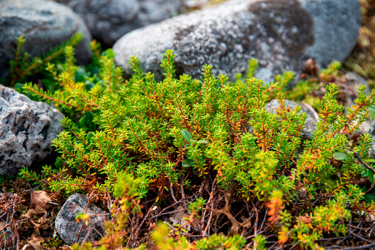 Green shrub empetrum on a large stone in summer on the Kola peninsula in the tundra. Murmansk Region. 