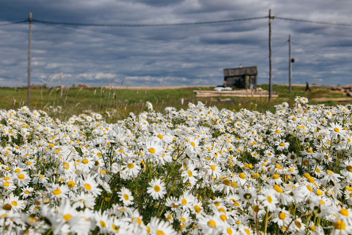 Beautiful daisies field in Ustye village, Nenets Autonomous Okrug.