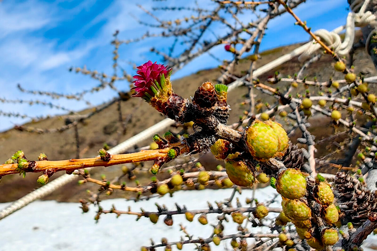 开花落叶松，Taimyr