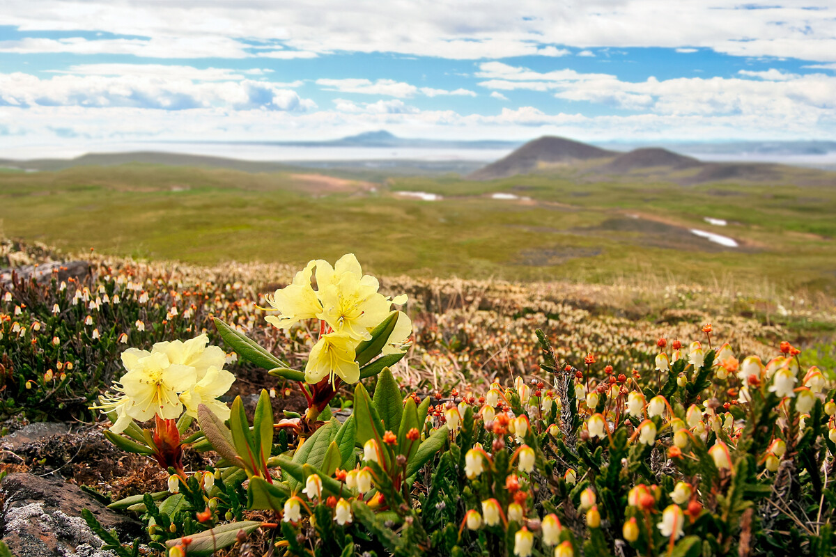 Poletna arktična pokrajina. Čudovito divje cvetje (Rhododendron aureum) na pobočju hriba v tundri. Pogled z gore. Čukotka, Sibirija, Rusija. Majhna globinska ostrina in zamegljeno ozadje.