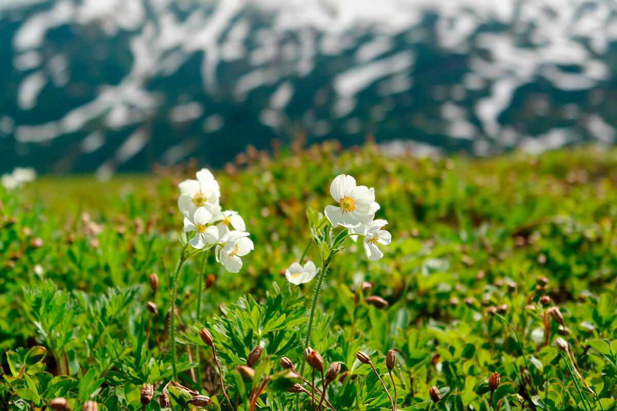 Beli cvetovi vetrnice Anemonastrum narcissiflorum ssp. sibiricum. Bližnji pogled na vetrnice s svetovi, podobnimi narcisam, v gorah na polotoku Kamčatka, ruski Daljni vzhod.