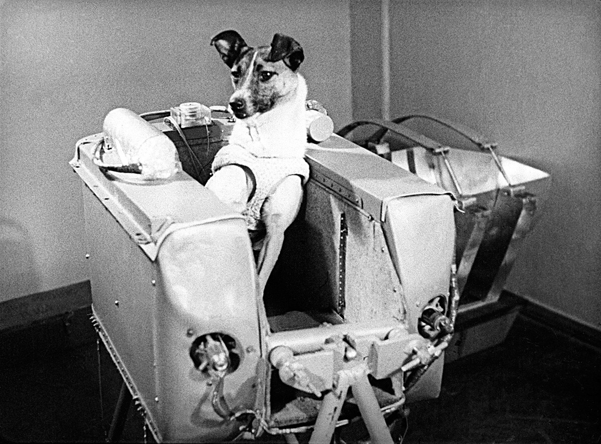 Fotograma de la película 'Los primeros satélites terrestres soviéticos'. Laika en la cabina del Sputnik-2.