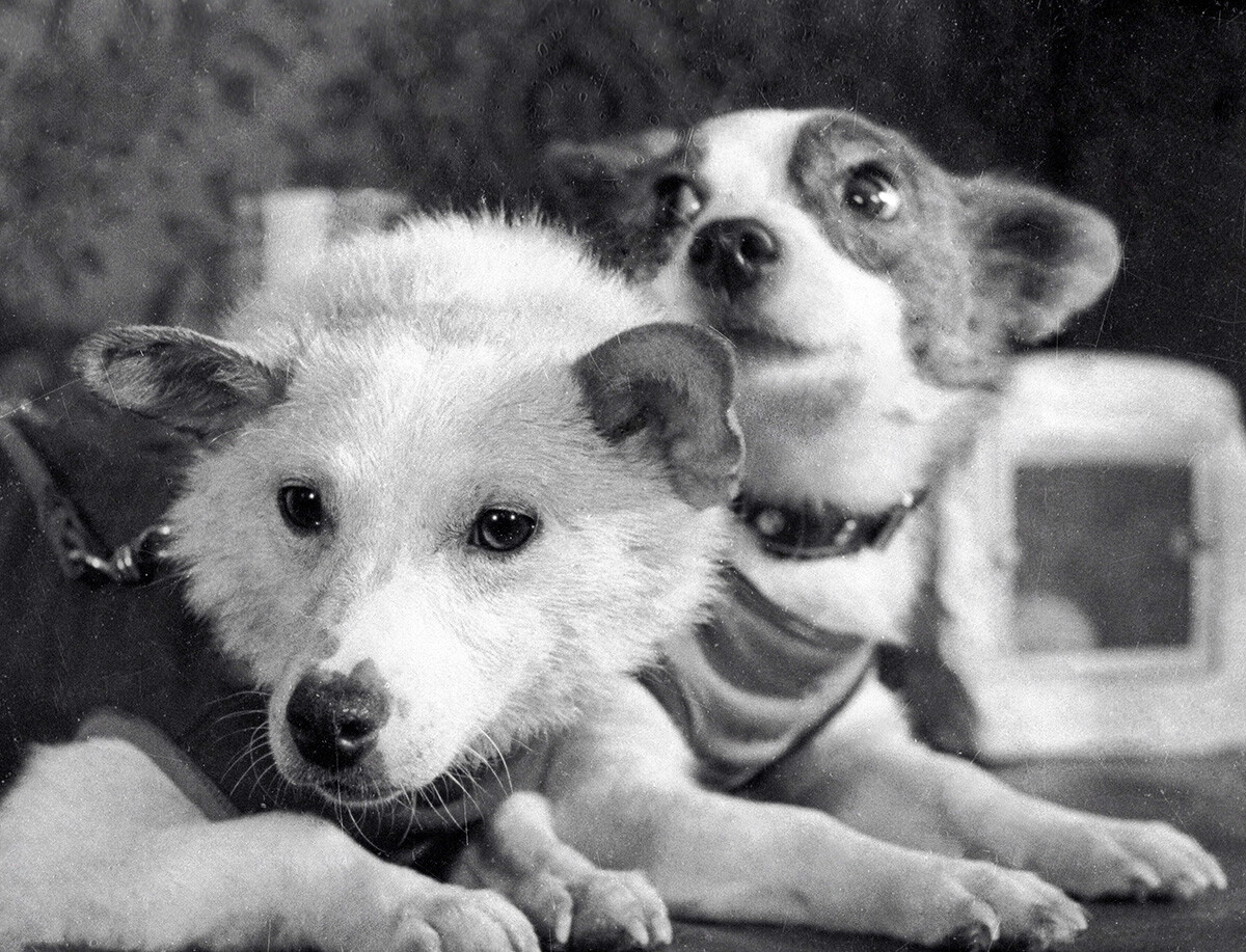 Los cosmonautas de cuatro patas, las perras Belka y Strelka, tras el vuelo de un transbordador espacial con animales de experimentación.