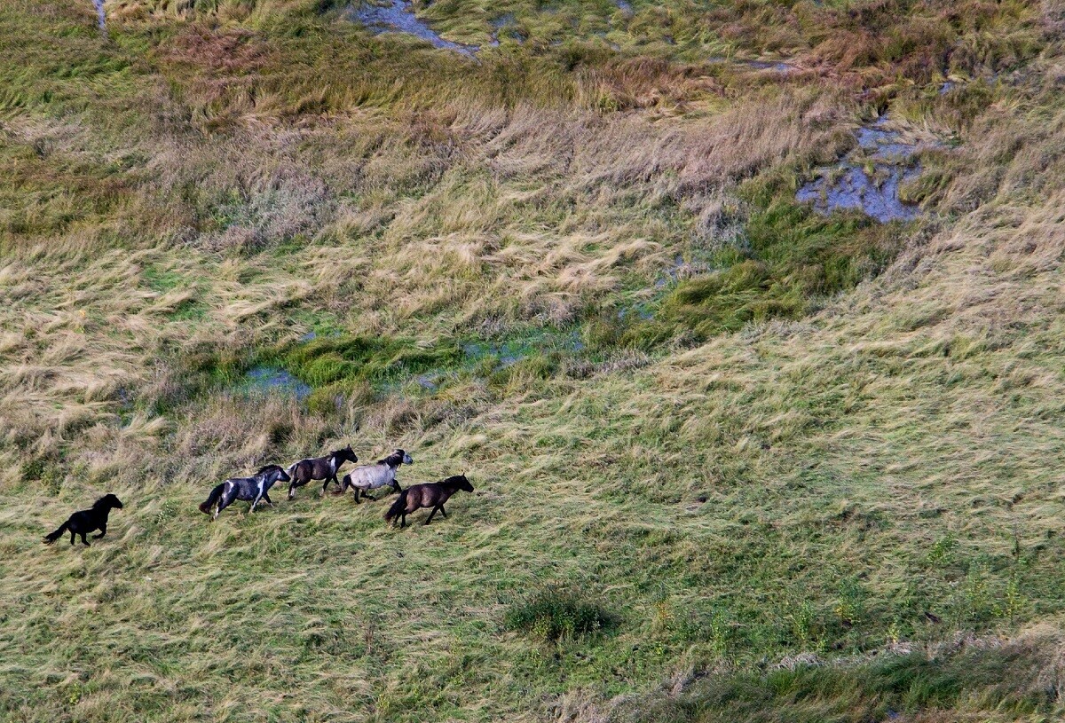Caballos en una isla del río Lena, República de Sajá (Yakutia)