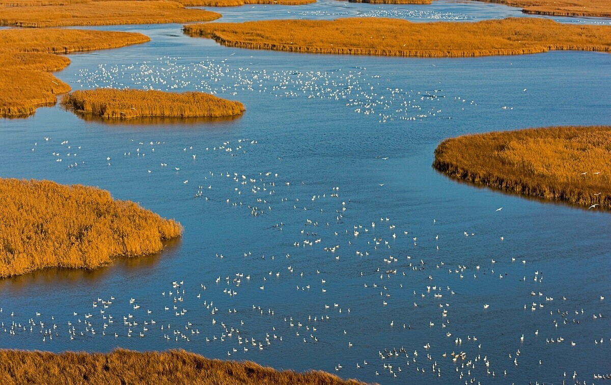 Aves en el delta del Volga, región de Astracán
