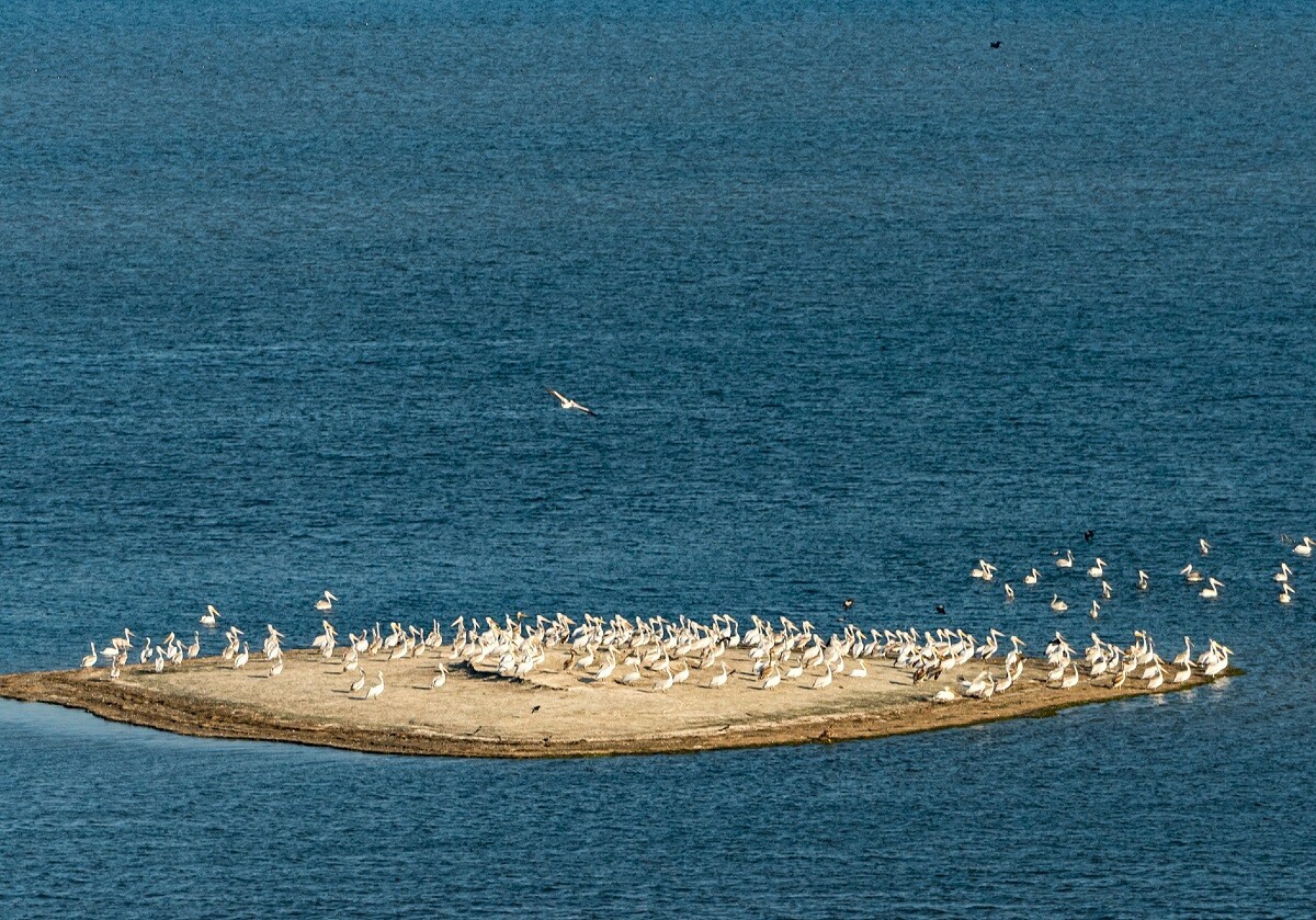 Pelícanos en el delta del Volga, región de Astracán
