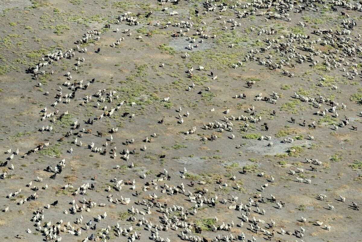 Veja imagens de animais selvagens fotografados do céu na Rússia