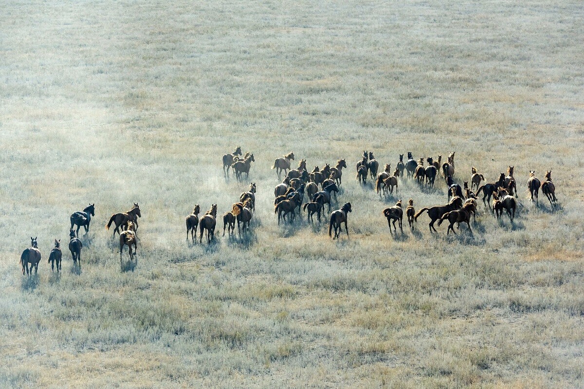 Veja imagens de animais selvagens fotografados do céu na Rússia