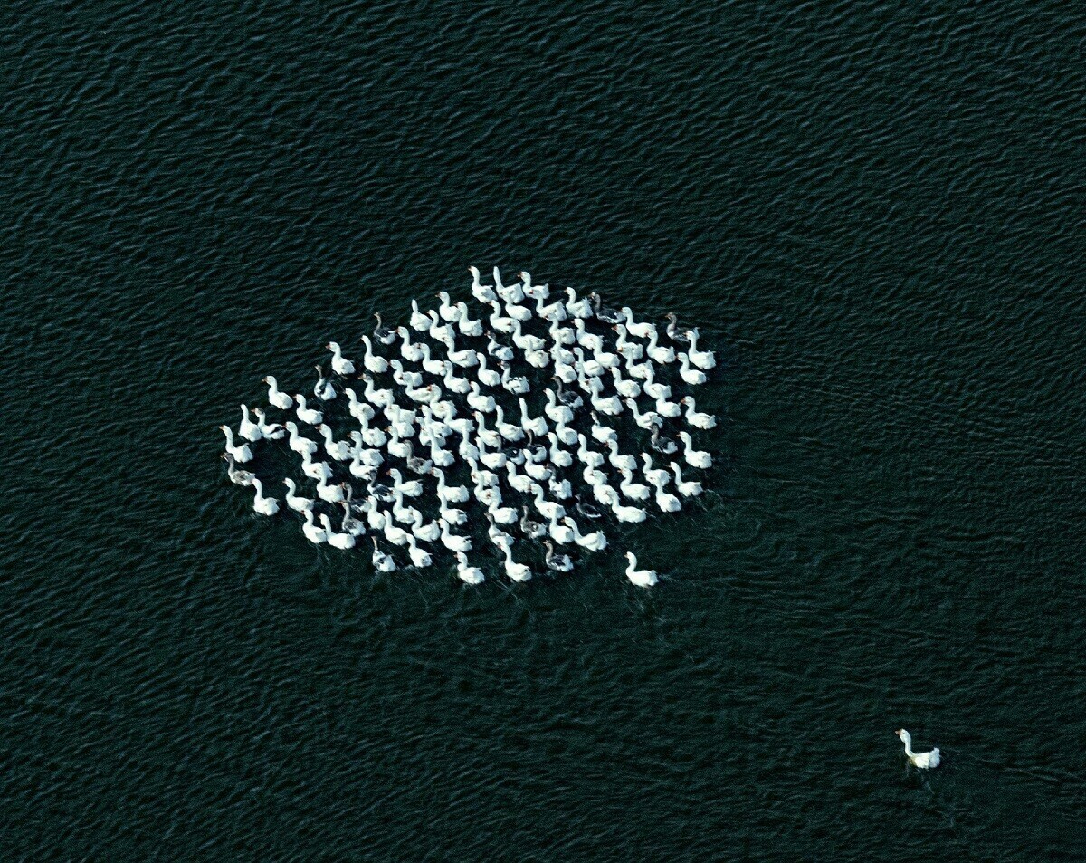 Veja imagens de animais selvagens fotografados do céu na Rússia