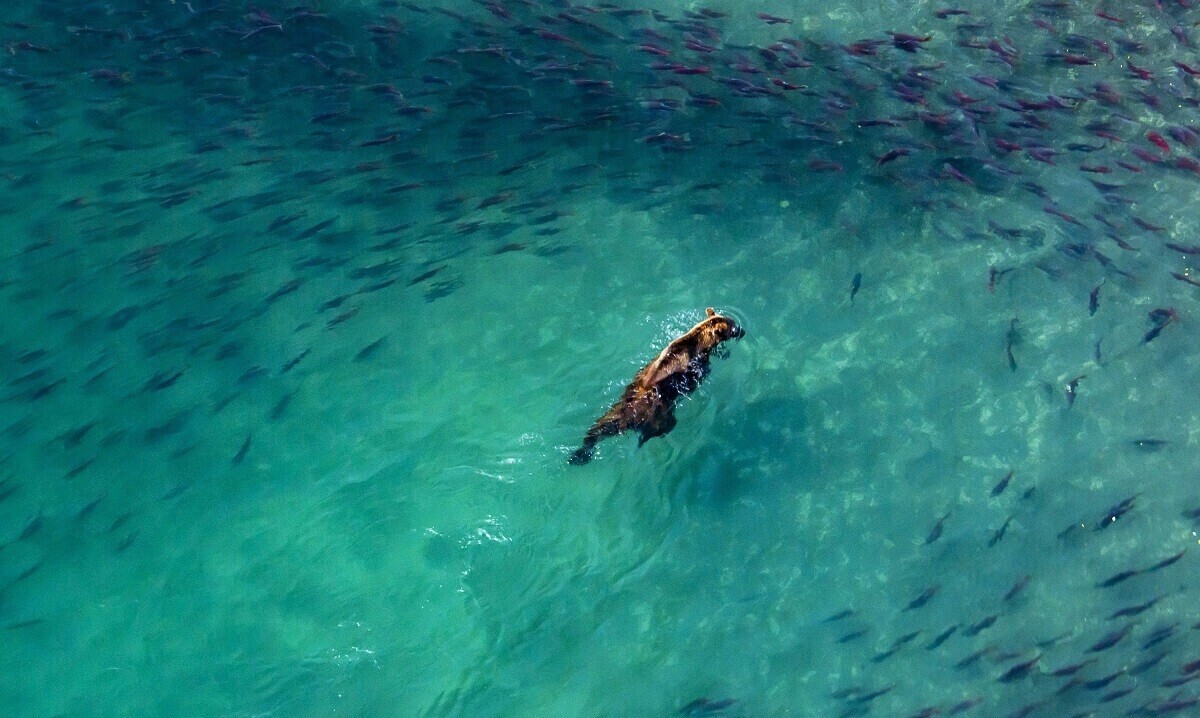 Veja imagens de animais selvagens fotografados do céu na Rússia