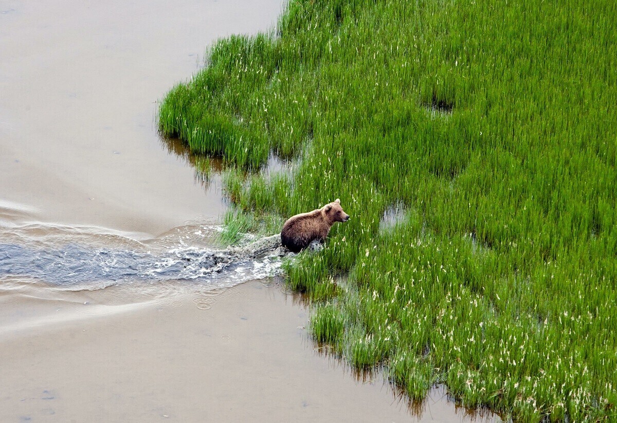 Veja imagens de animais selvagens fotografados do céu na Rússia