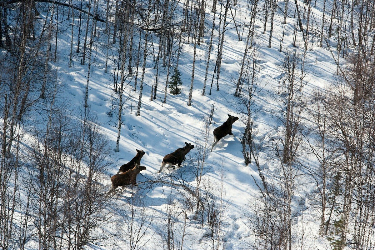 Veja imagens de animais selvagens fotografados do céu na Rússia