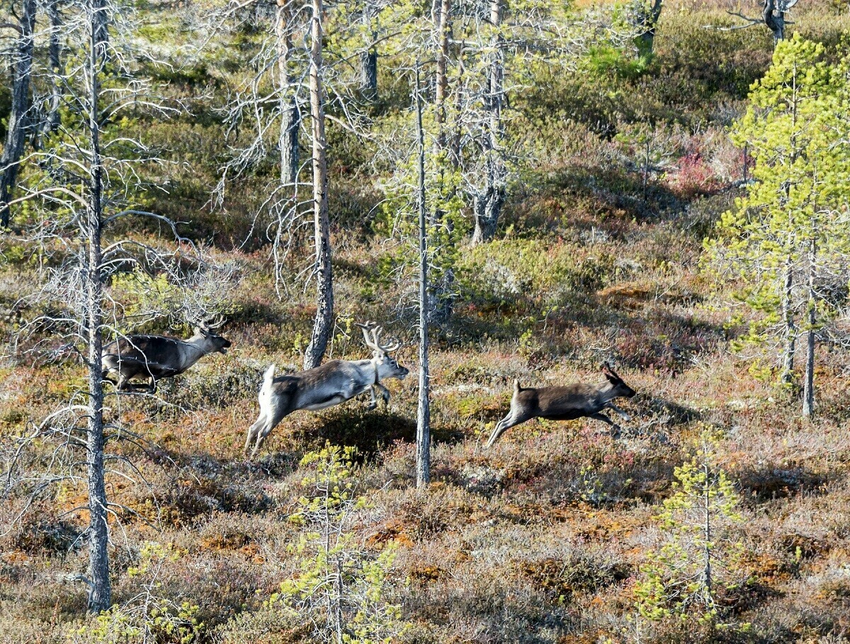 Veja imagens de animais selvagens fotografados do céu na Rússia