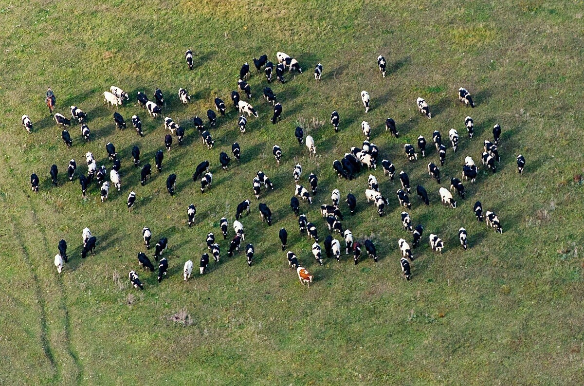 Veja imagens de animais selvagens fotografados do céu na Rússia