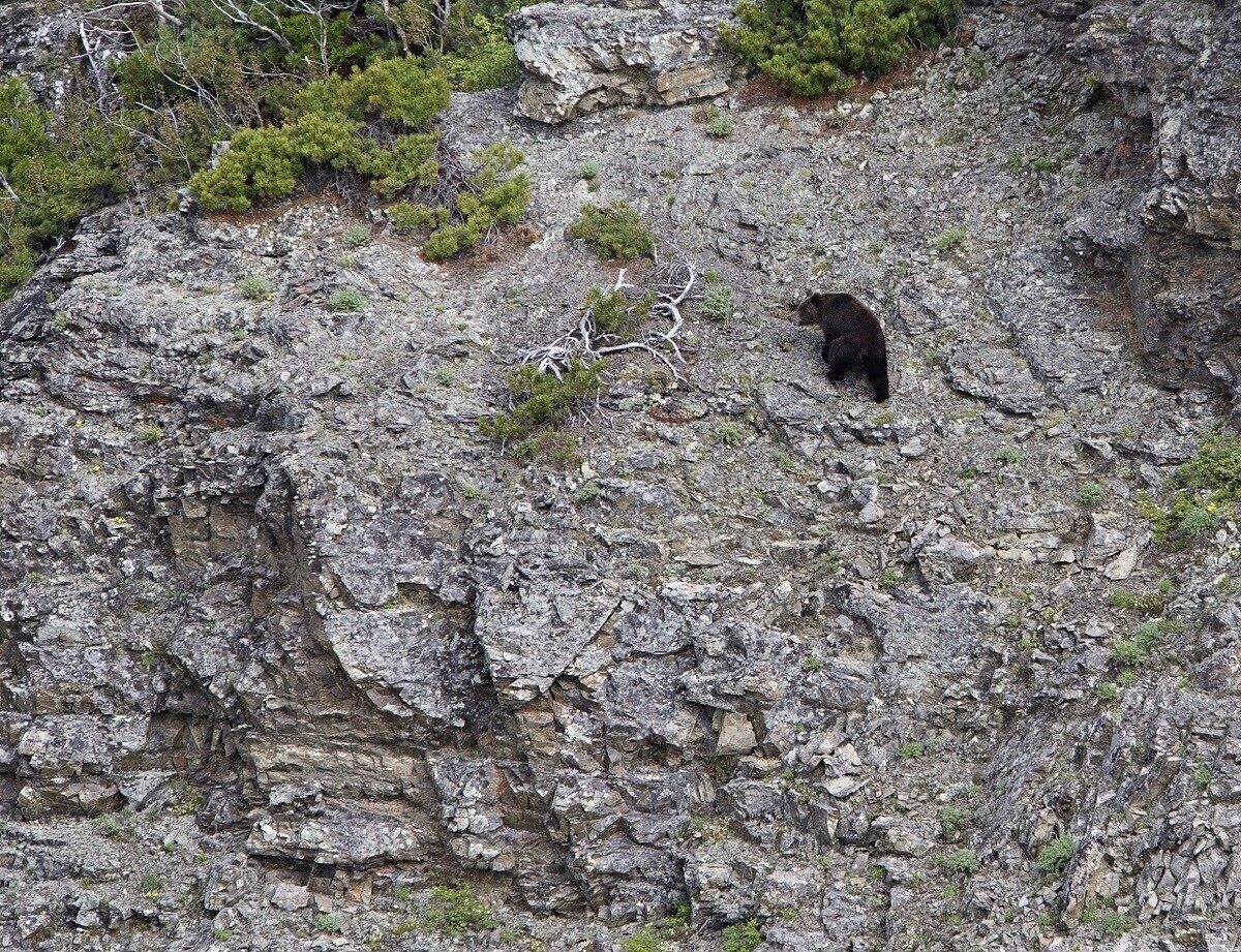 Veja imagens de animais selvagens fotografados do céu na Rússia