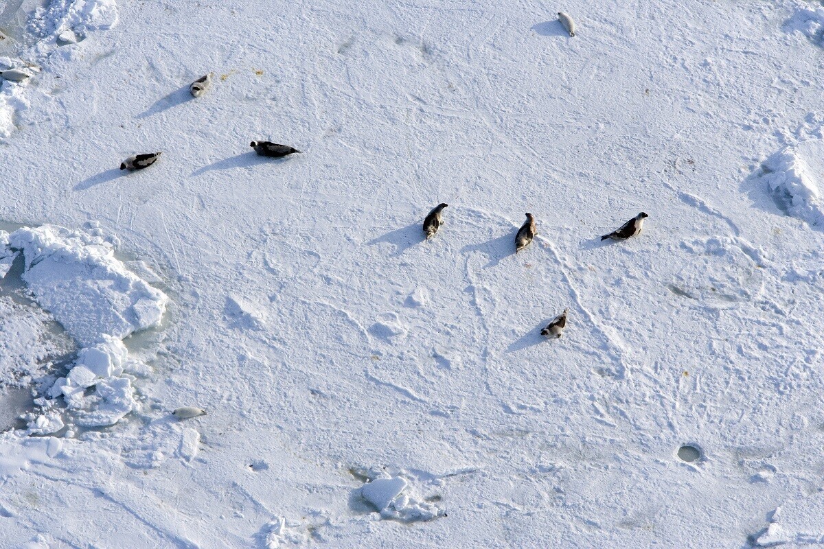 Veja imagens de animais selvagens fotografados do céu na Rússia