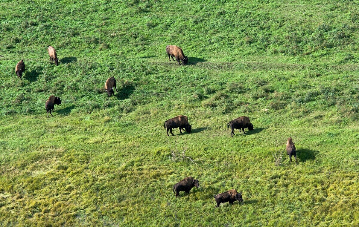 Veja imagens de animais selvagens fotografados do céu na Rússia