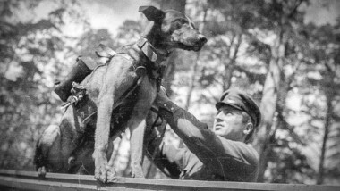 Fakt des Tages: Wie sowjetische Hunde Nazi-Panzer in die Luft sprengten