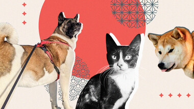 なぜロシア人はペットに日本風の名前をつけるのか？