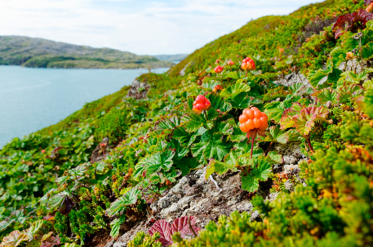 Moltebeeren an der Küste der Barentssee.