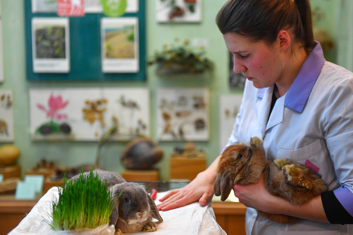 A rabbit exhibition at the Timiryazev Museum