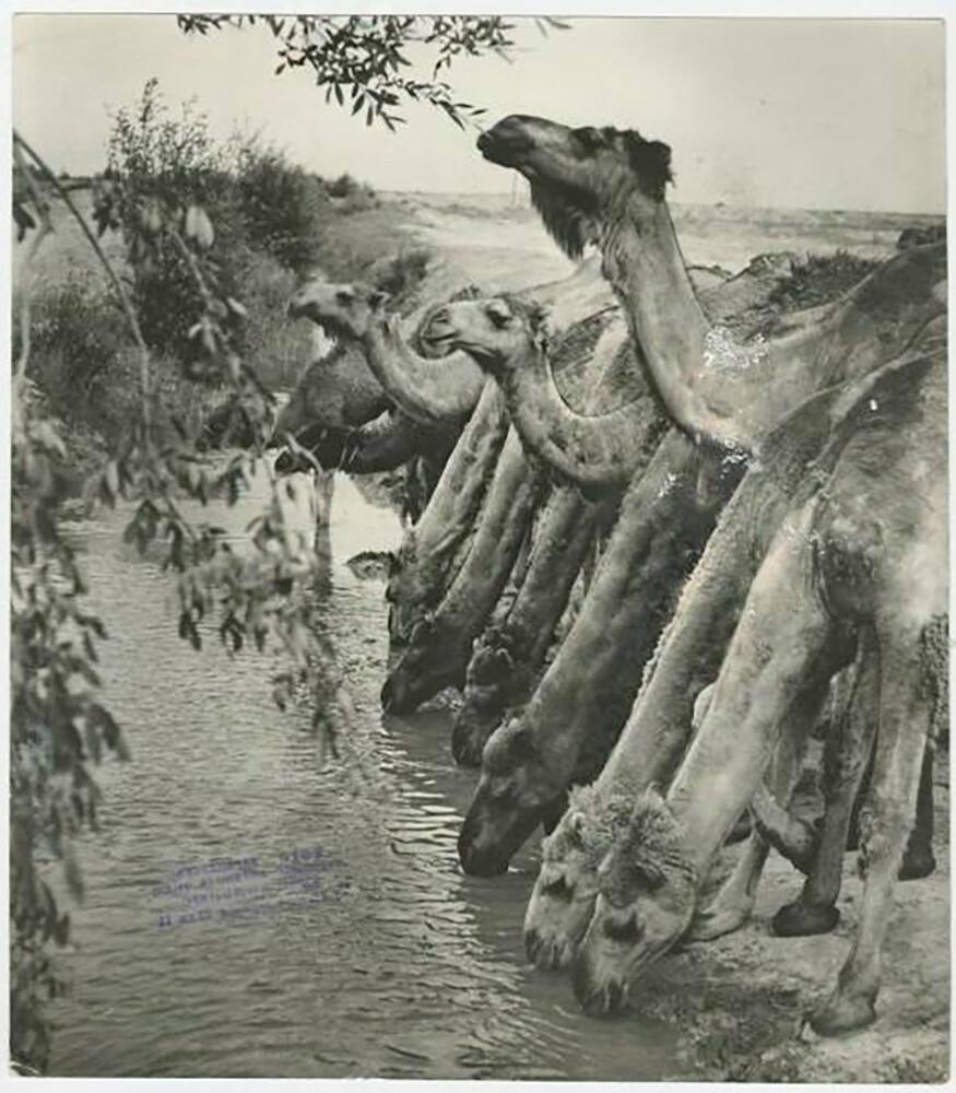 War And Peace Through The Eyes Of Soviet Photographer Georgy Zelma Photo Russia Beyond 1110