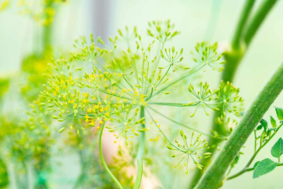 Dill umbrellas.