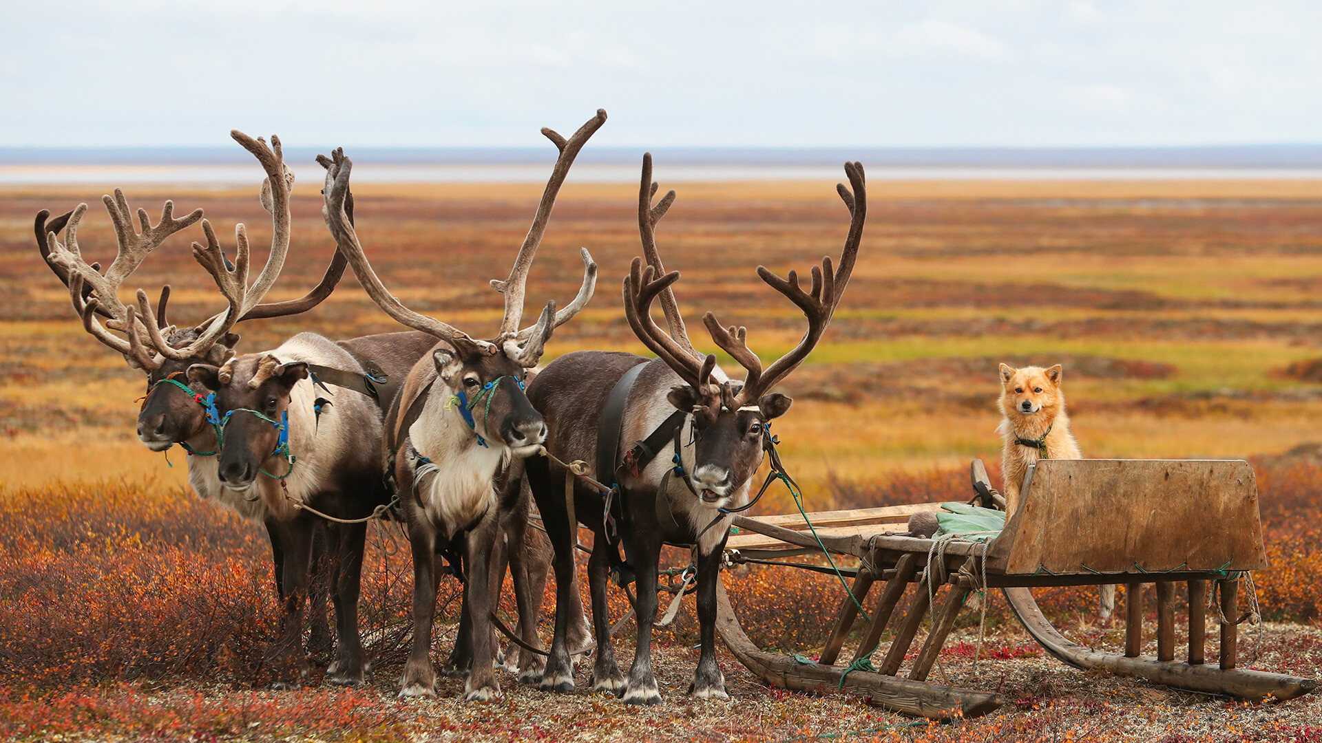 Reindeer are seen at a reindeer breeders' camping ground near the village of Karataika in Nenets Autonomous Area in far northern Russia.
