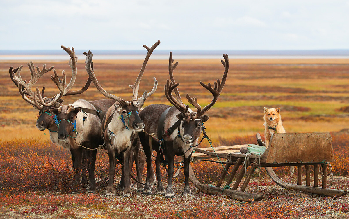 Reindeer are seen at a reindeer breeders' camping ground near the village of Karataika in Nenets Autonomous Area in far northern Russia.