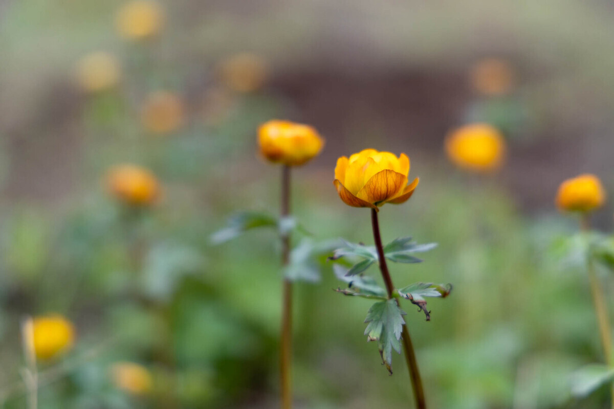 Trollius, atau mawar Siberia, Taymyr.