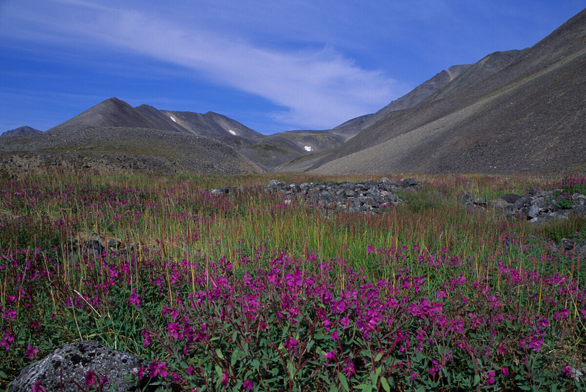 Pemandangan tundra Chukotka dengan fireweed kerdil.