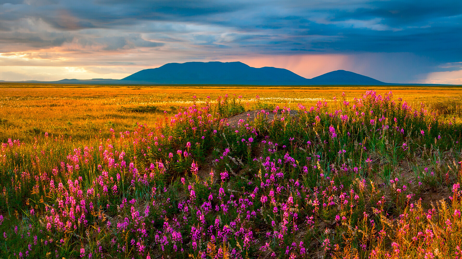 Pemandangan musim panas dengan bunga teh willow di tundra, Chukotka.