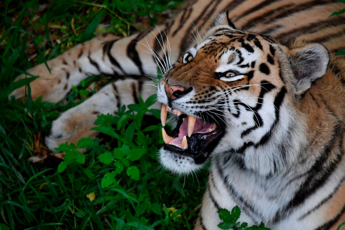 Amurski tigar po imenu Amur u Primorskom safari parku.