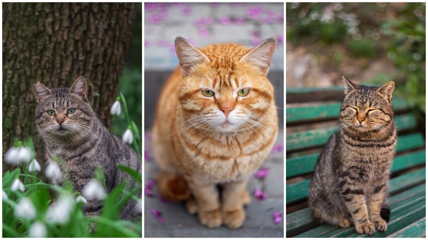 15 most charming Crimean cats (PHOTOS) - Vimarsana News