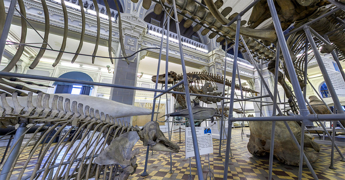 La grande sala centrale del Museo di Zoologia
